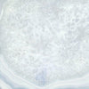 TPX1156 - Tripix Images