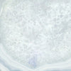 TPX1156 - Tripix Images